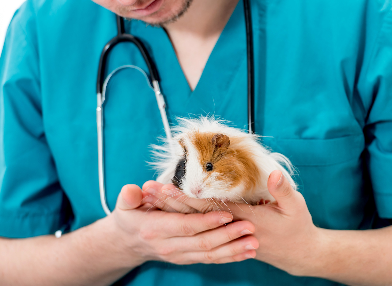 Cropped shot of veterinaty doctor in blue uniform holding guinea pig